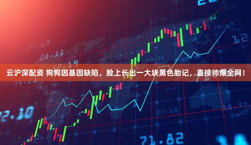 云沪深配资 狗狗因基因缺陷，脸上长出一大块黑色胎记，直接帅爆全网！